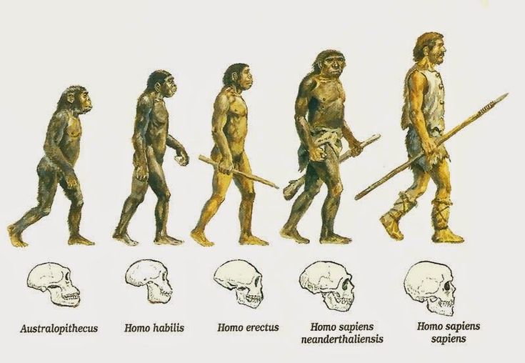 1evolucion.jpg